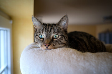 Felis silvestris catus - Hauskatze