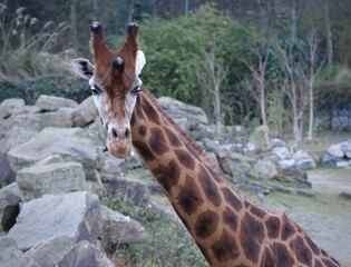 giraffe in the zoo