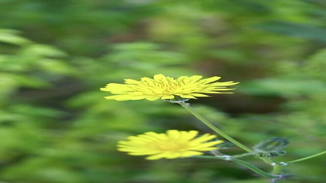 Yellow flower in green meadow nature. Dandelion flower medicinal plants with anticancer properties.