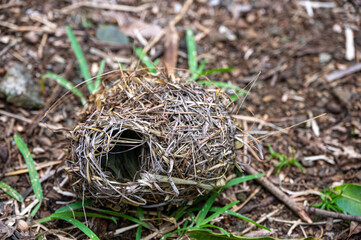 Weaver bird nest, empty nand fallen from a tree, Mauritius