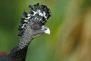 Great Curassow