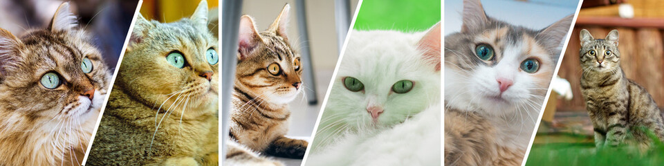 Collage of cats depicted on the banner. Pets, different emotions. Horizontal format