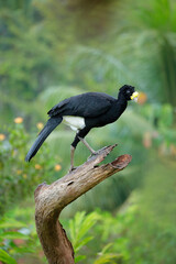 Great Curassow