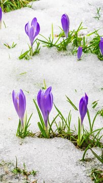 Vertical video of Snow melting and saffron crocus flower blooming in spring Time lapse