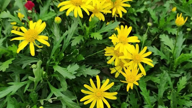 gros plan sur un parterre de marguerites des buissons