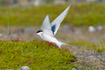 Arctic tern - Sterna paradisaea, standing with spread wings with colorful vegatation in background. Photo from Ekkeroy at Varanager Penisula in Norway. The Arctic tern is famous for its migration.