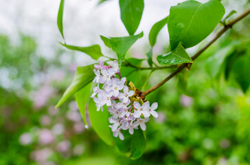 White flowers on a branch, spring bloom in the botanical garden