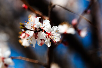 Blossom tree over nature background. spring flowers. spring background. Blurred concept. Natural background. Apricot flowers