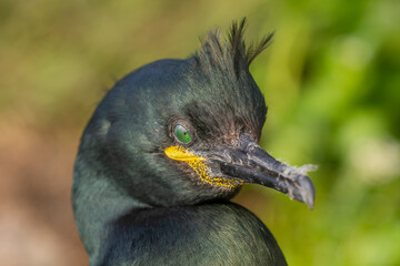Portrait of european shag - Gulosus aristotelis - on light green background. Photo from Hornoya...