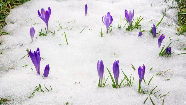 Snow melting and saffron crocus flower blooming in spring Time lapse