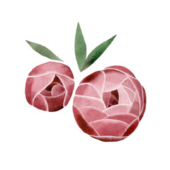 Watercolor hand painted illustration of Peony flowers. Pink Peonies isolated on a white background