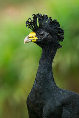 Great Curassow