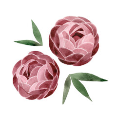 Watercolor hand painted illustration of Peony flowers with leaves. Pink Peonies isolated on a white background