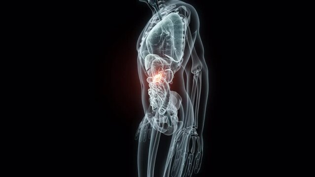 3D rendering Medical Animation of a Human Pancreas.X-ray of a Pancreas