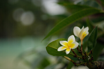 Fototapeta na wymiar Jasmim-manga (Plumeria rubra), flor pequena branca e amarela.