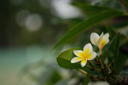 Jasmim-manga (Plumeria rubra), flor pequena branca e amarela.