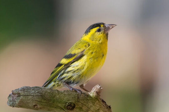 Eurasian siskin - Spinus spinus - perched with colorful background. Photo from Kaamanen, Lapland in Finland.