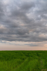 Fototapeta na wymiar .Green meadows with sunset sky and clouds background..Background image of lush grass field and dark sunset sky and clouds