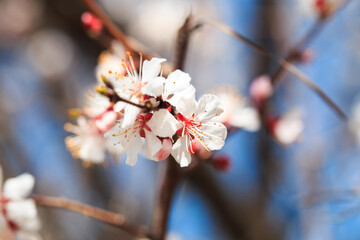Blossom tree over nature background. spring flowers. spring background. Blurred concept. Natural background. Apricot flowers