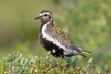 European golden plover - Pluvialis apricaria - in green grass. Photo from Sonfjället National Park in Sweden.