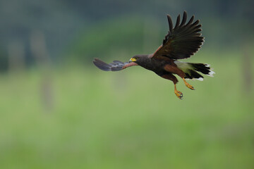Harris´s Hawk in first morning light