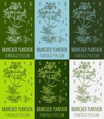 Set of drawings BRANCHED PLANTAIN in different colors. Hand drawn illustration. Latin name PLANTAGO PSYLLIUM.