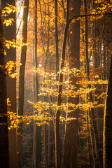 Fototapeta na wymiar a deciduous forest in autumn the sun shines through the trees