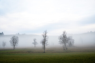 Fototapeta na wymiar bare trees in fog on a meadow