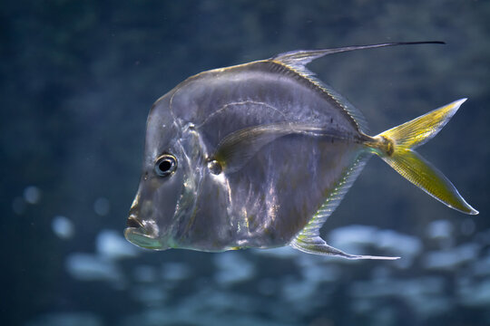 Lookdown Mackerel (Selene vomer) In Brest Aquarium Oceanopolis In Brittany, France