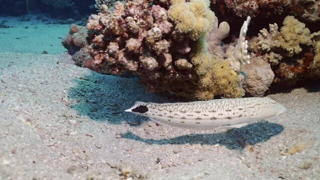 Sandperch fish swims above sandy bottom near a coral reef, slow motion. Close up of Speckled Sandperch or Blacktail grubfish (Parapercis hexophtalma) swim near coral reef