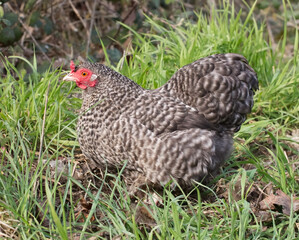 Cuckoo maran chicken, speckled hen in a field, cute bird