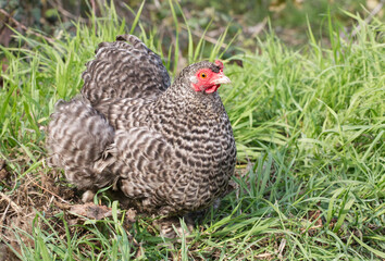 Cuckoo maran chicken, speckled hen in a field, cute bird