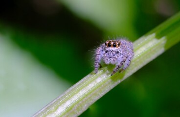 macro of a jumping spider