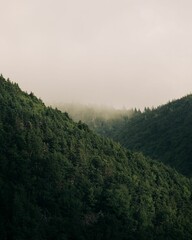 Vertical aerial view of mountains covered with green forests on a foggy day