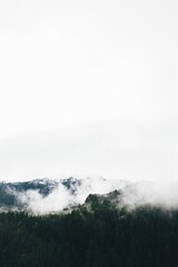 Vertical shot of evergreen trees in a forest and mountains covered with fog