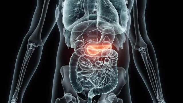 3D rendering Medical Animation of a Human Pancreas.X-ray of a Pancreas