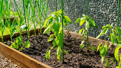 Bell pepper seedlings close up on sunny day. How to stake garden plants on organic farm. Staking plants to protect against damage or breaking by rain and wind. Wooden DIY raised beds in a home garden.