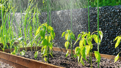 Staking plants to prevent damage and breakage during rain and wind. Plants in the vegetable garden during the rain. Watering pepper seedlings. Bell pepper seedlings staked to the plastic support.