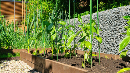Wooden DIY raised beds in vegetable garden close-up. Young seedlings of bell pepper tied to a support on organic food family farm. Vegetable wooden raised beds for the domestic garden.
