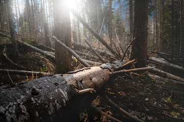 large old pine tree without greenery, lies on the ground and dies decaying. dramatic view of the forest during the day