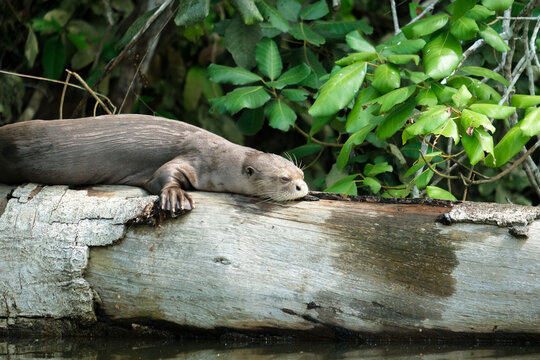 Close up sea otter webbed feet sleeping at tree trunk on Sandoval Lake with forest background in Amazonas Peru. Endangered species sea otters. Selective focus. 