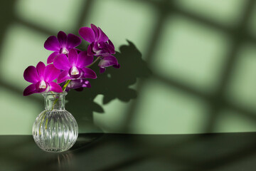 Bouquet of violaceous orchid flowers in glass vase on table with square shadow on wall and sun glint on green studio background. Garden arrangement and ornament for home. Wallpaper, copy space