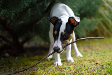 Adorable puppy playing with a stick in nature