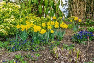Bellevue Park Early Spring Daffodils 2
