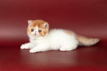 small beautiful red kitten exotic on a burgundy background in the studio.