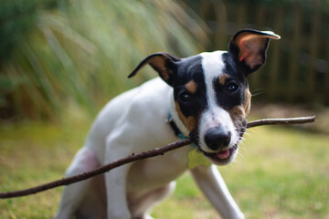 Adorable puppy playing with a stick in nature