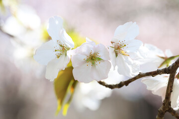 背景が美しい桜の花（カンザキオオシマ）