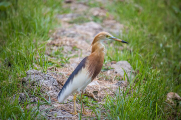 Close-up of javan pond-heron perching on paddyfield