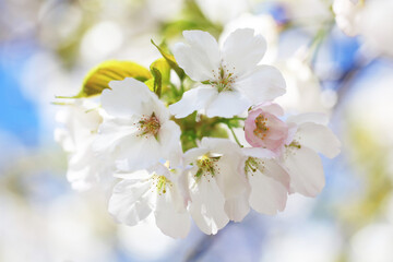 背景が美しい桜の花（カンザキオオシマ）