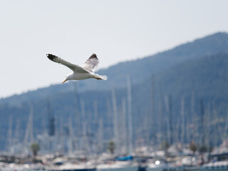 sea gull in the gulf pf la spezia